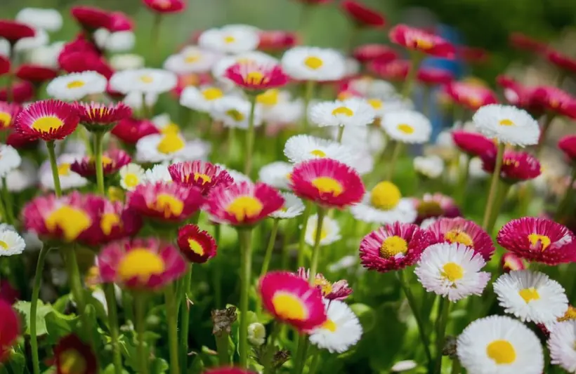 A bed of pink and white daisies
