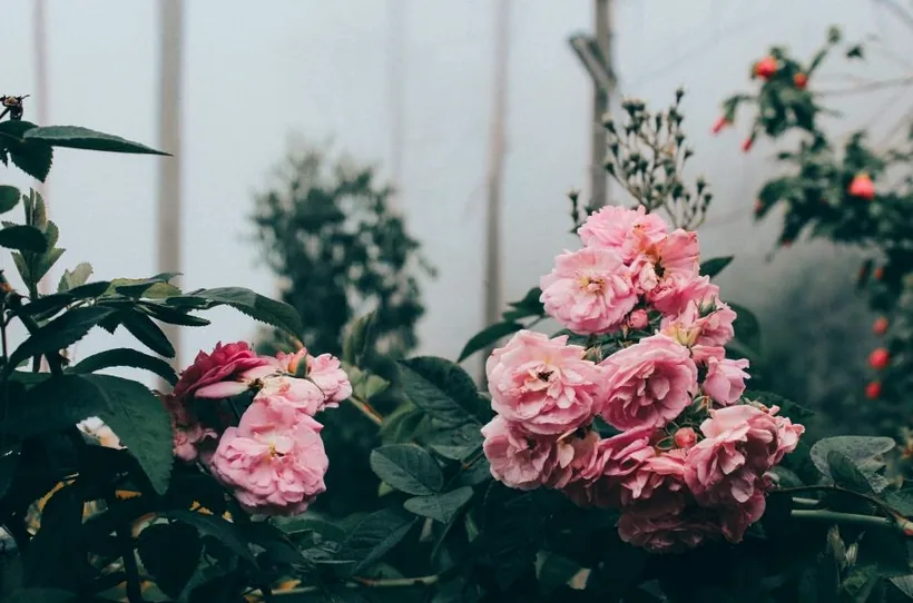 Pink roses in bloom