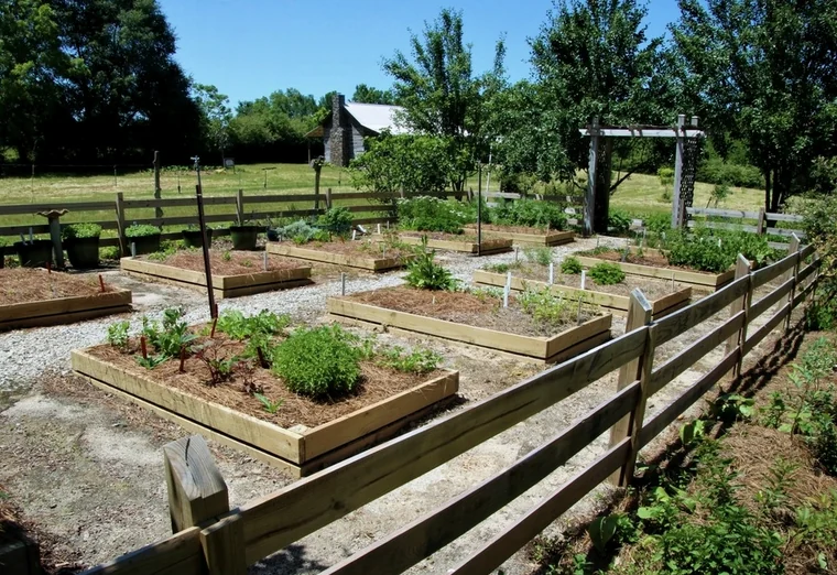 Rows of timber raised beds in a fenced garden
